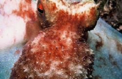 Up close and personal! When approached, this Caribbean Re... by Mike Smith 
